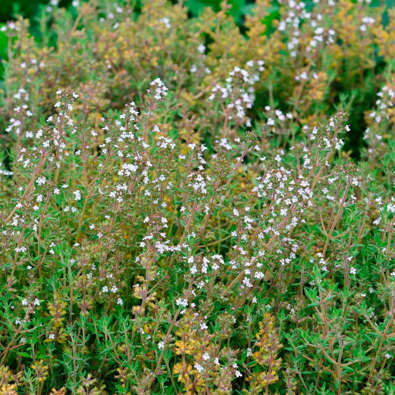 Thym orange | © Hospenthal-Kägi AG