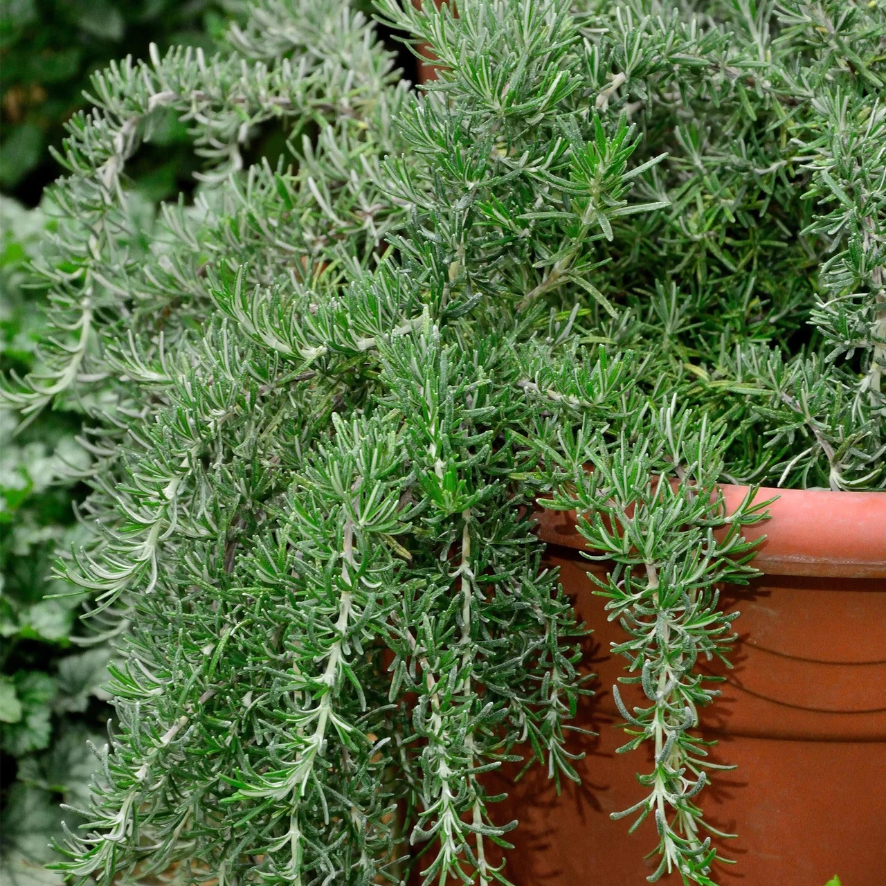 Romarin retombant | © Hospenthal-Kägi AG