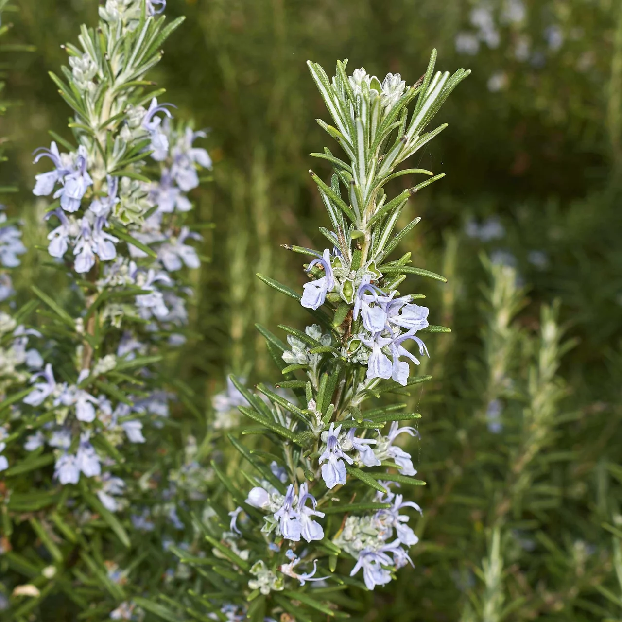 Romarin officinal | © Hospenthal-Kägi AG