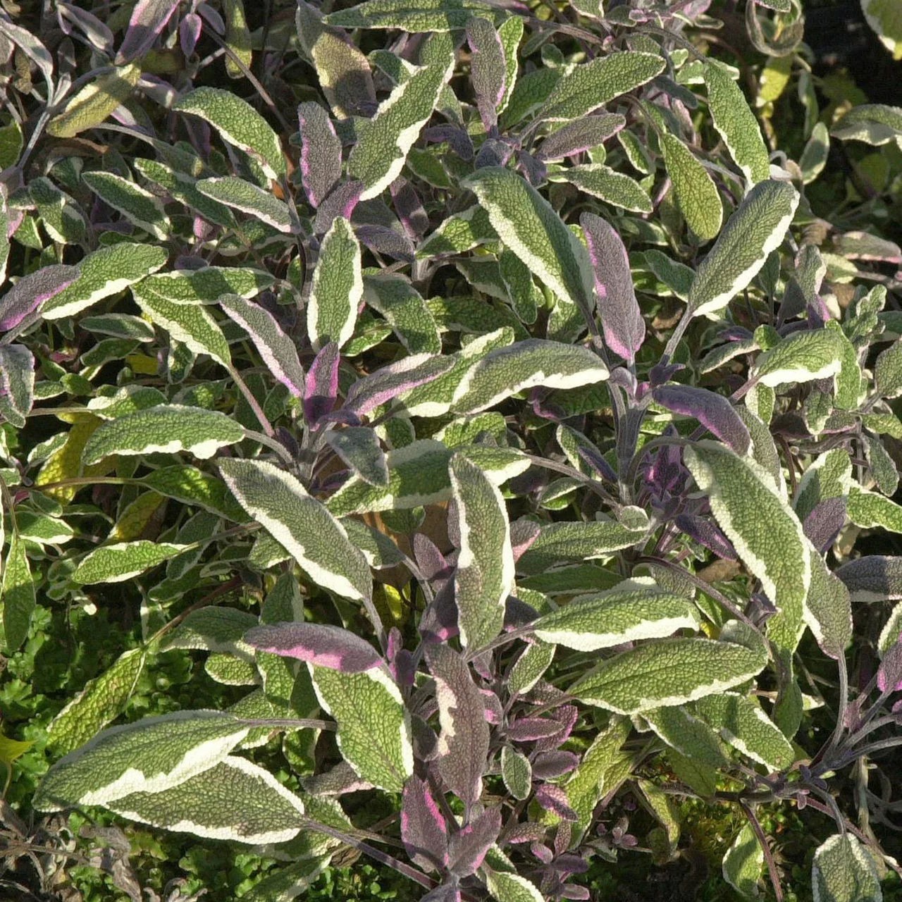 Sauge officinale Tricolor | © Hospenthal-Kägi AG