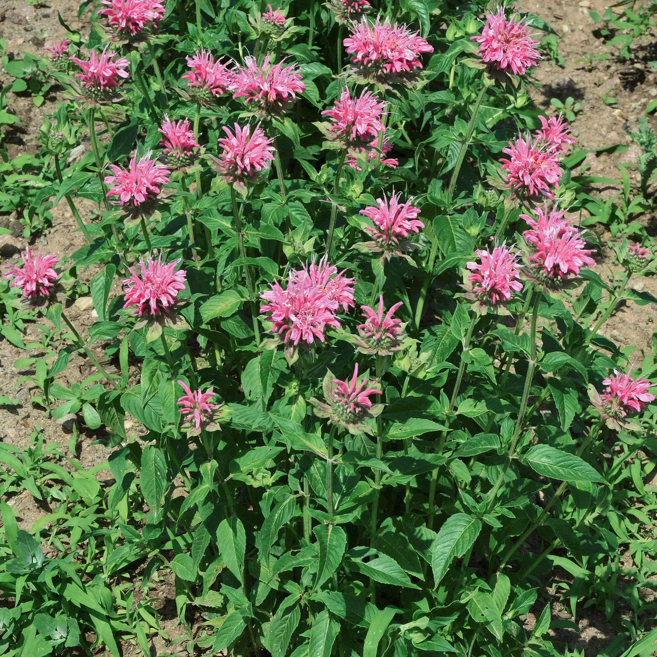 Monarde fistuleuse | © Hospenthal-Kägi AG