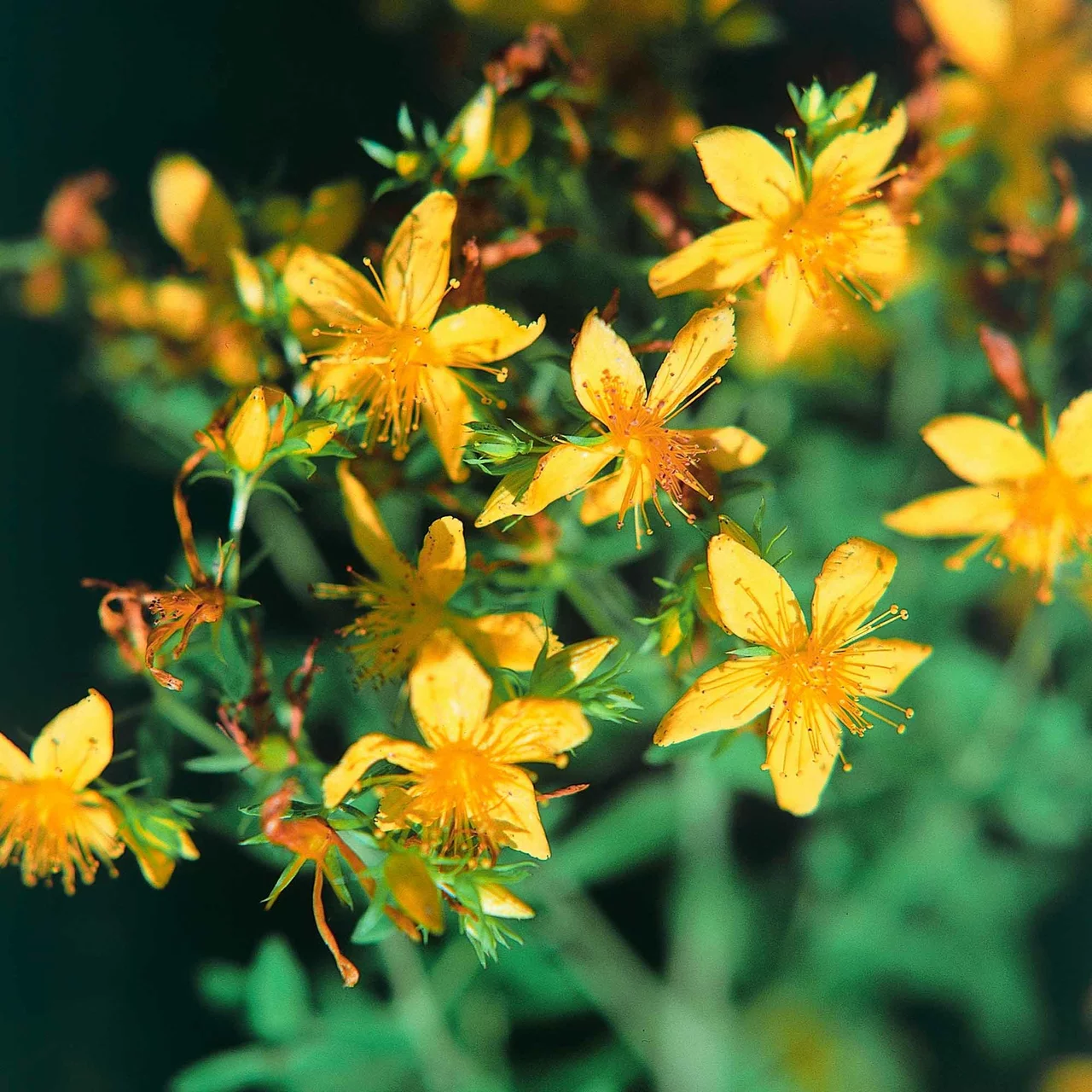 Millepertuis | © Hospenthal-Kägi AG