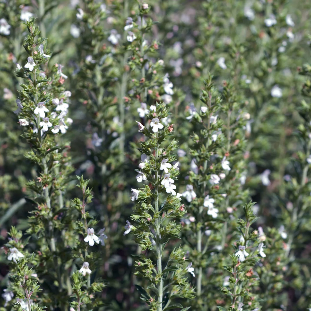 Sarriette des montagnes | © Hospenthal-Kägi AG