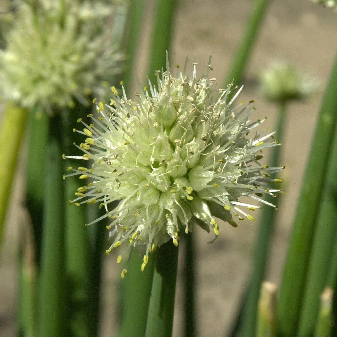 Ciboule | © Hospenthal-Kägi AG