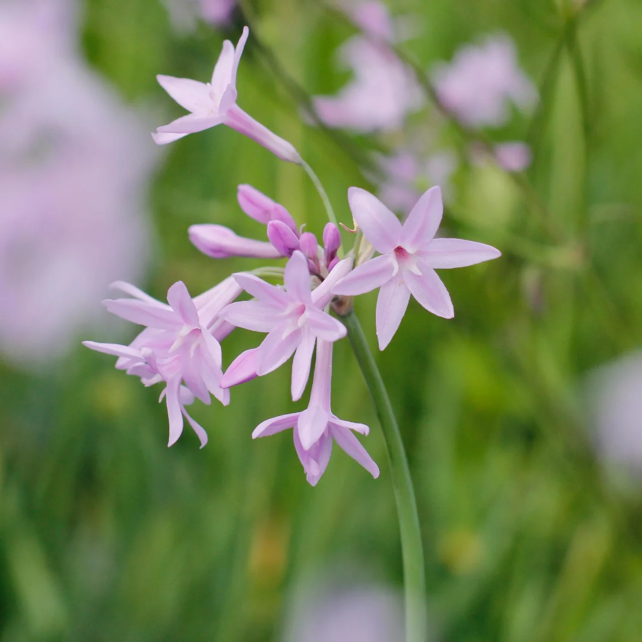 Zimmerknoblauch | © Hospenthal-Kägi AG