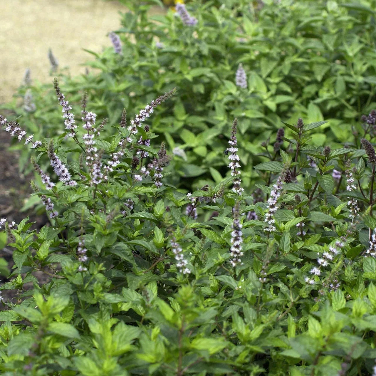 MojitoMinze Aromatische BioPflanze fürs Kräuterbeet