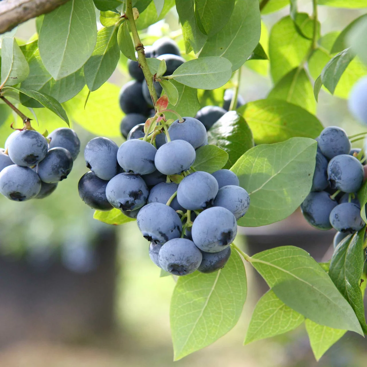 Heidelbeere Bluecrop | © R. Rombach Pflanzenproduktion