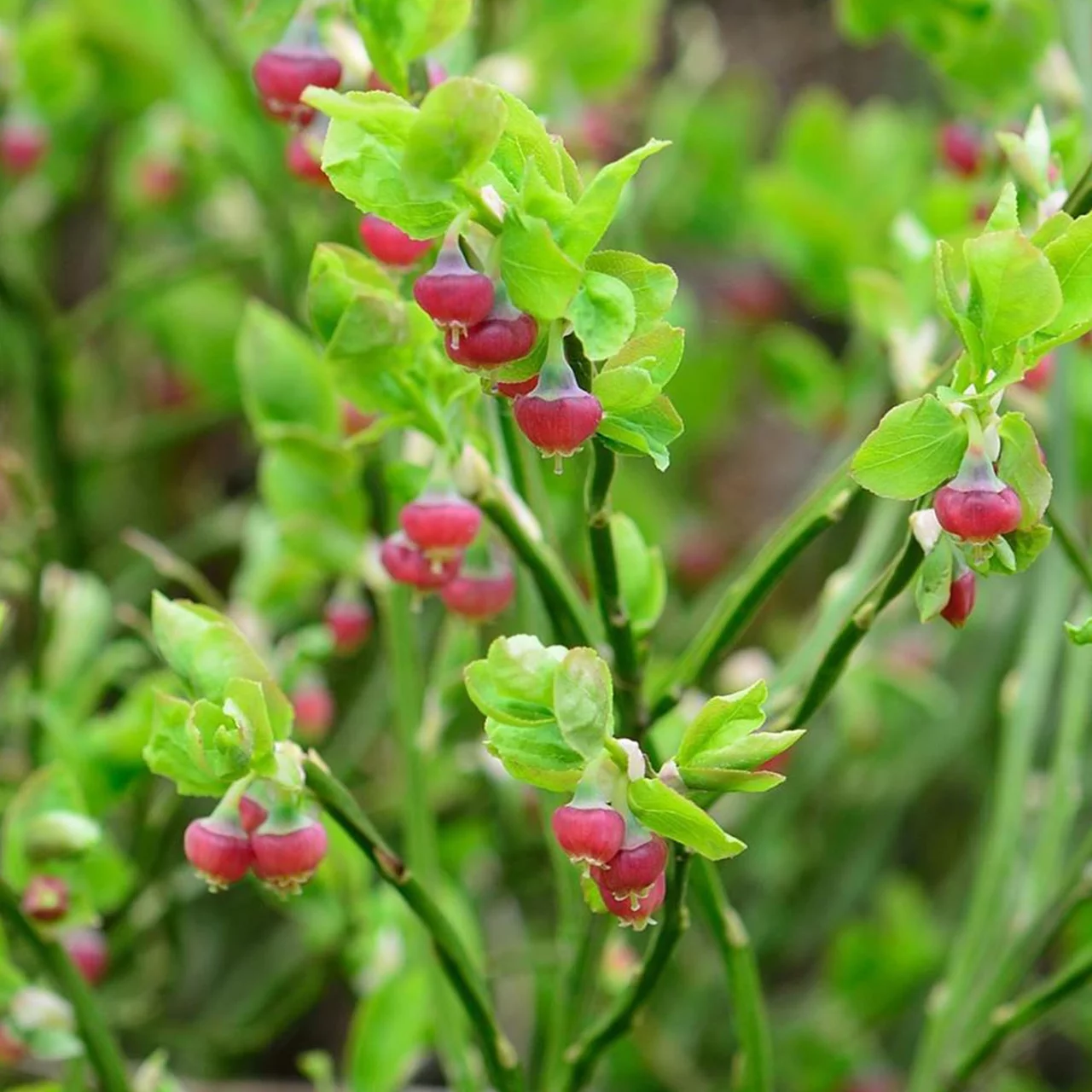 Waldheidelbeere | © R. Rombach Pflanzenproduktion