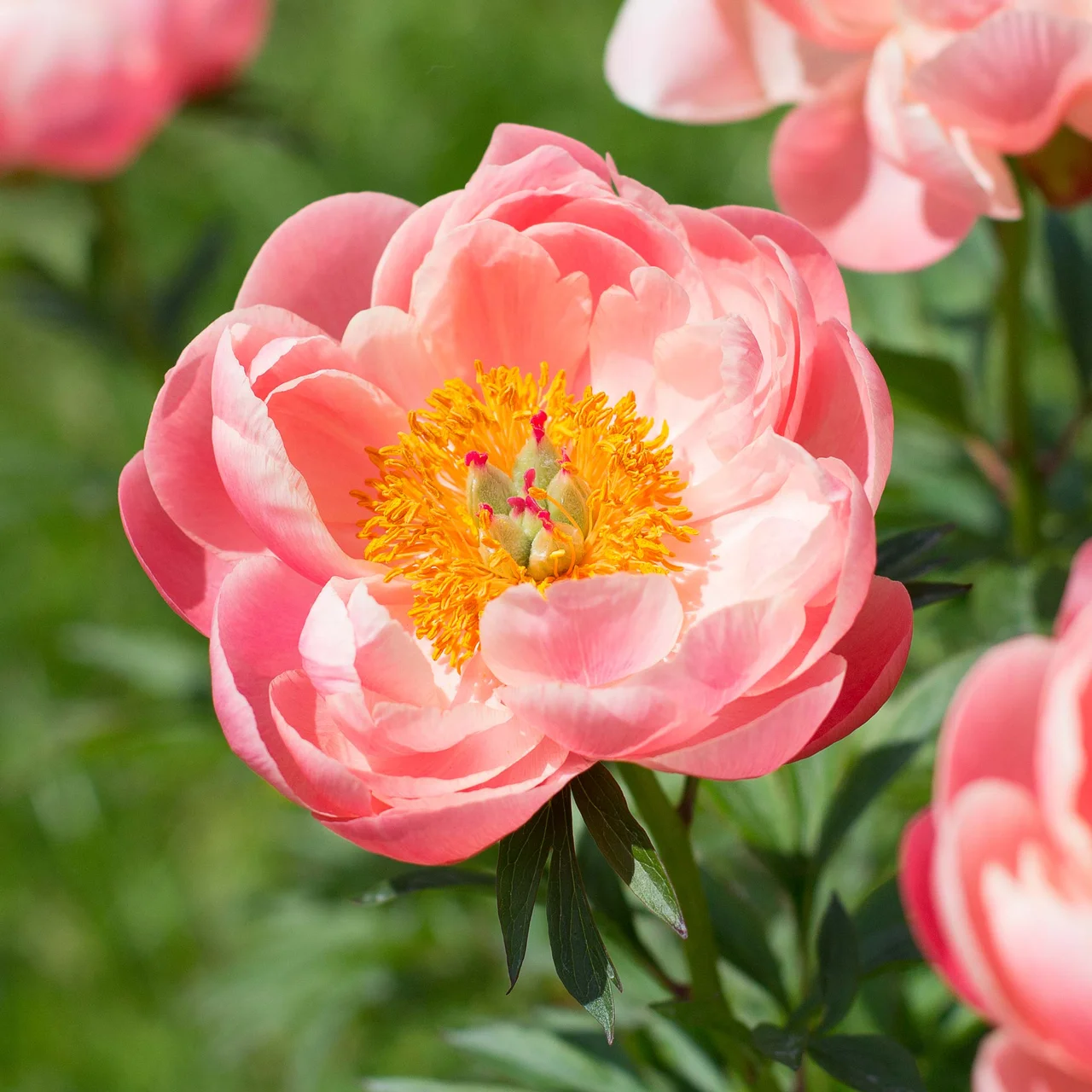 Pfingstrose Choral Charm | © Rose Saatzucht