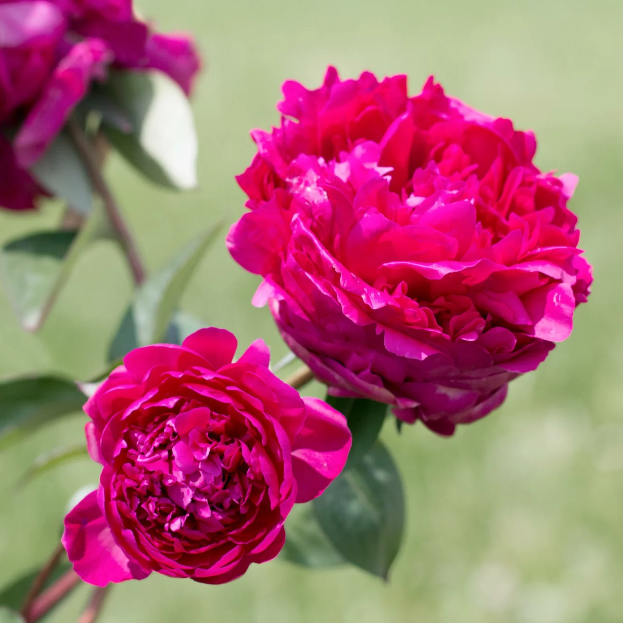 Pfingstrose Karl Rosenfield