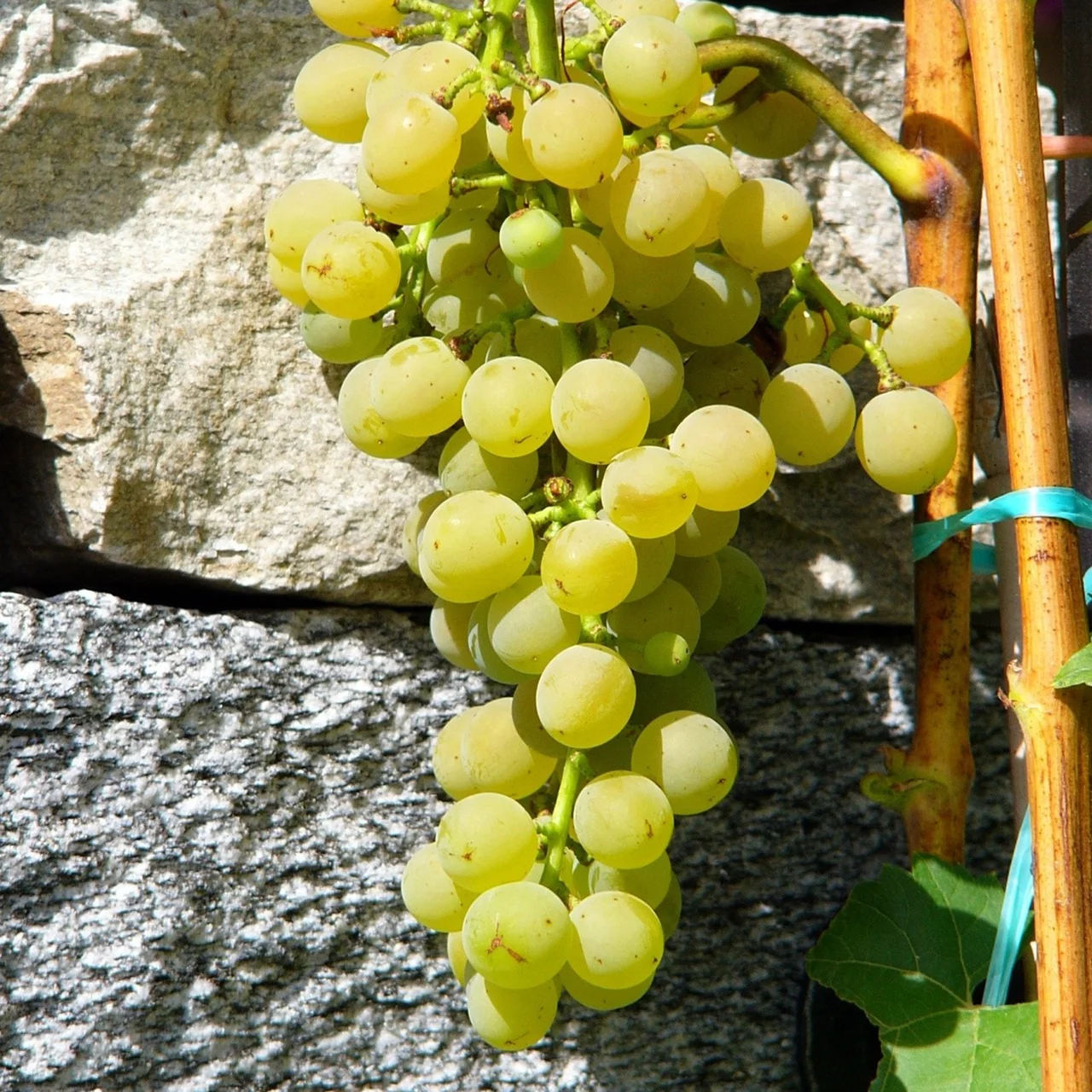 Rebe Birstaler Muskat | © Glauser's Bio-Baumschule