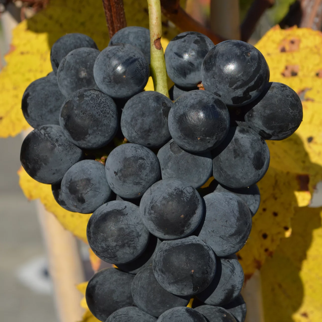 Rebe Dirju Campbell (Early) | © Glauser's Bio-Baumschule