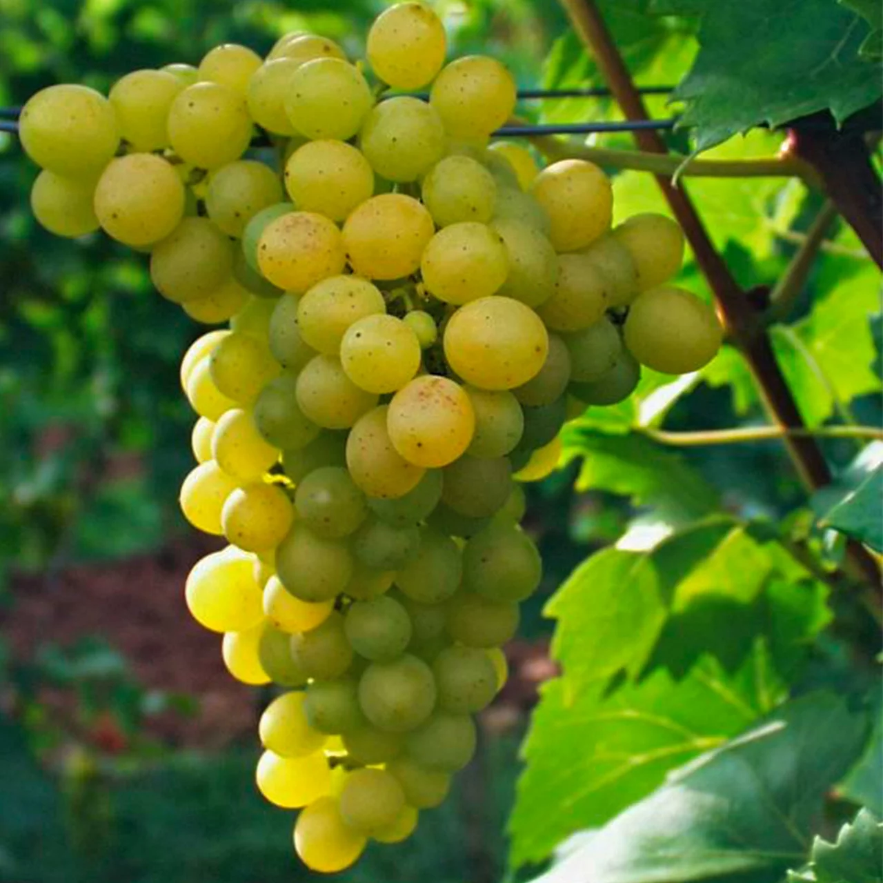 Rebe Palatina | © Bio Baumschule Geers GbR