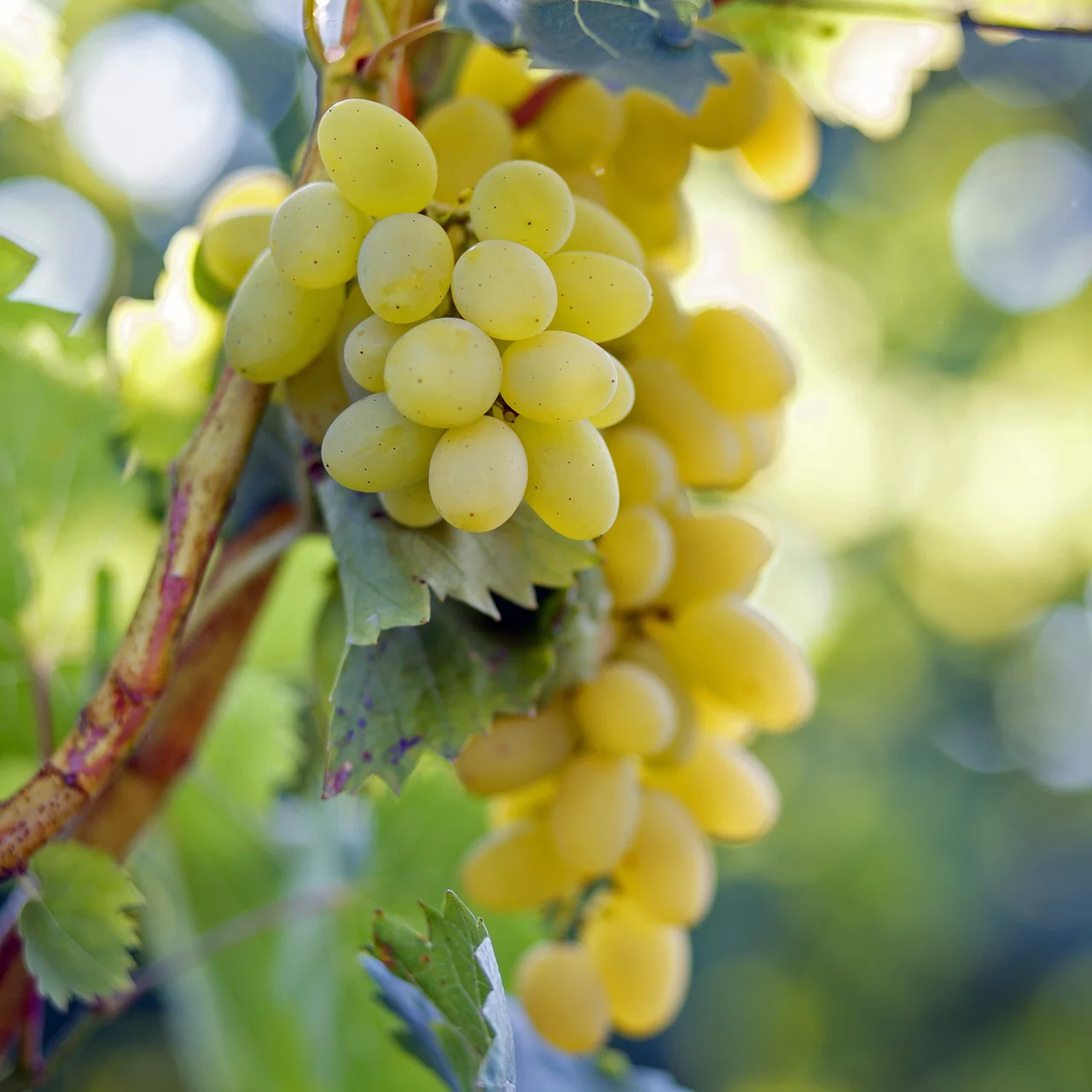 Rebe Sulima | © Glauser's Bio-Baumschule