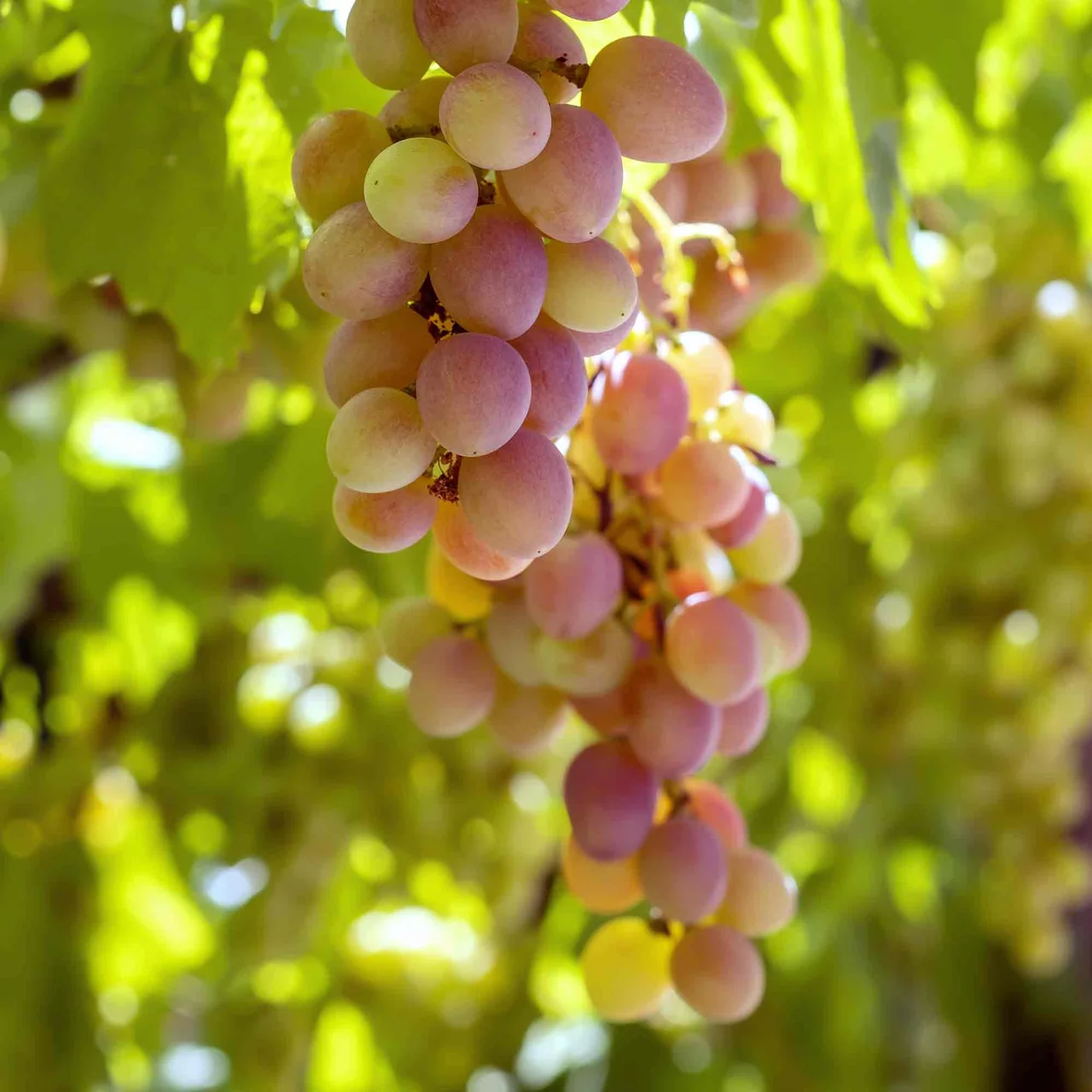 Vigne Vanessa | © Bio Baumschule Geers GbR