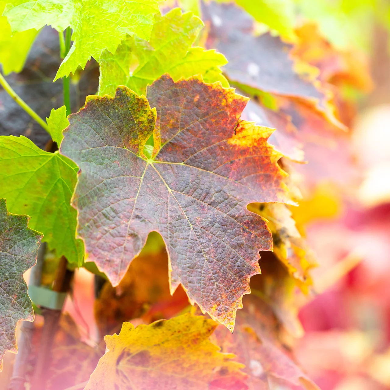 Rebe Divico | © Glauser's Bio-Baumschule