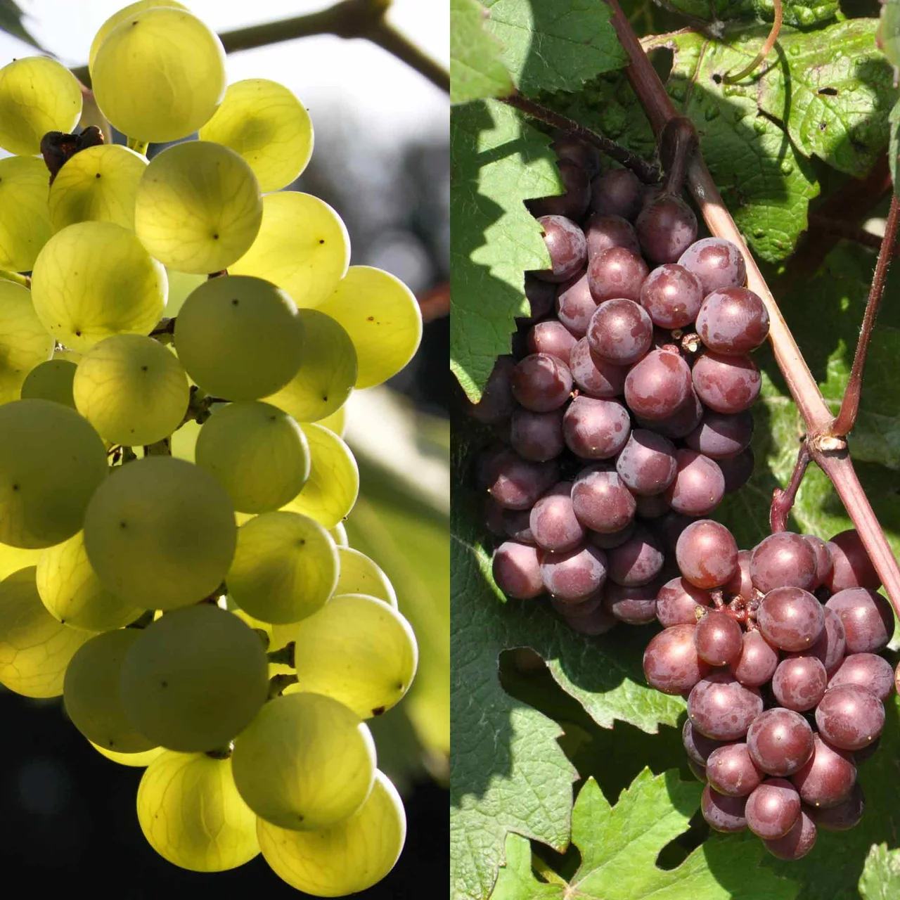 Reben Duo-Stämme Regent und Phönix | © Bio Baumschule Geers GbR