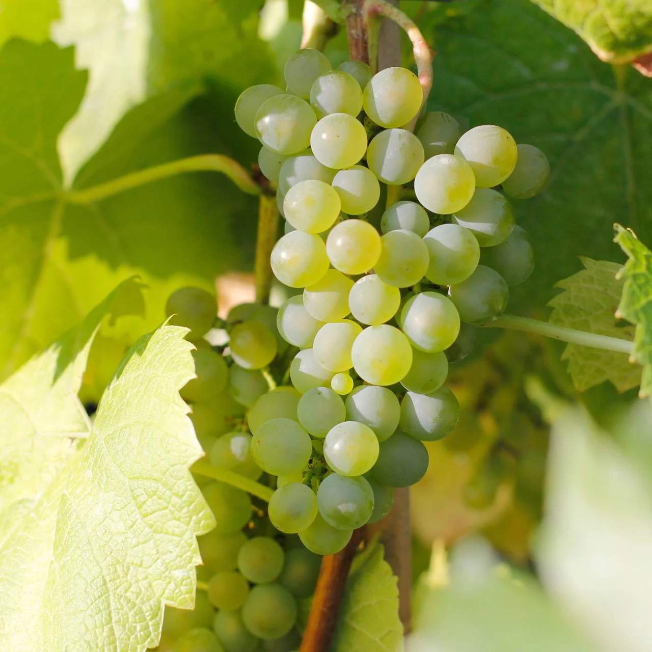 Rebe Solaris | © Glauser's Bio-Baumschule