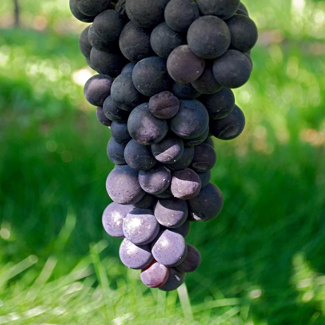 Rebe Venus | © Glauser's Bio-Baumschule