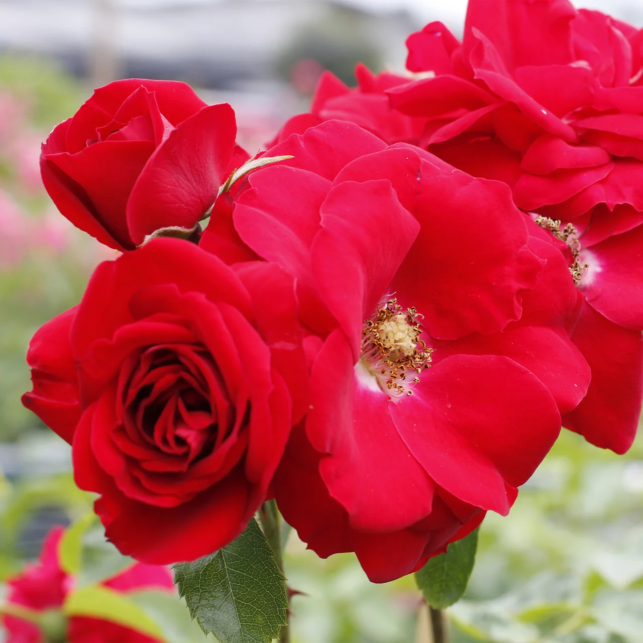 Kletterrose «Amadeus®»