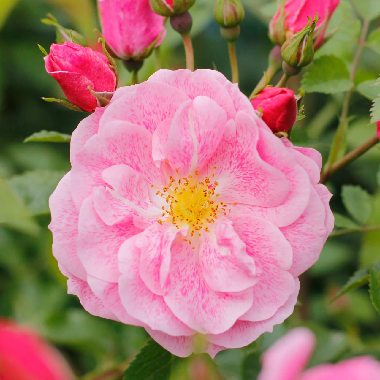 Kletterrose «Camelot®»