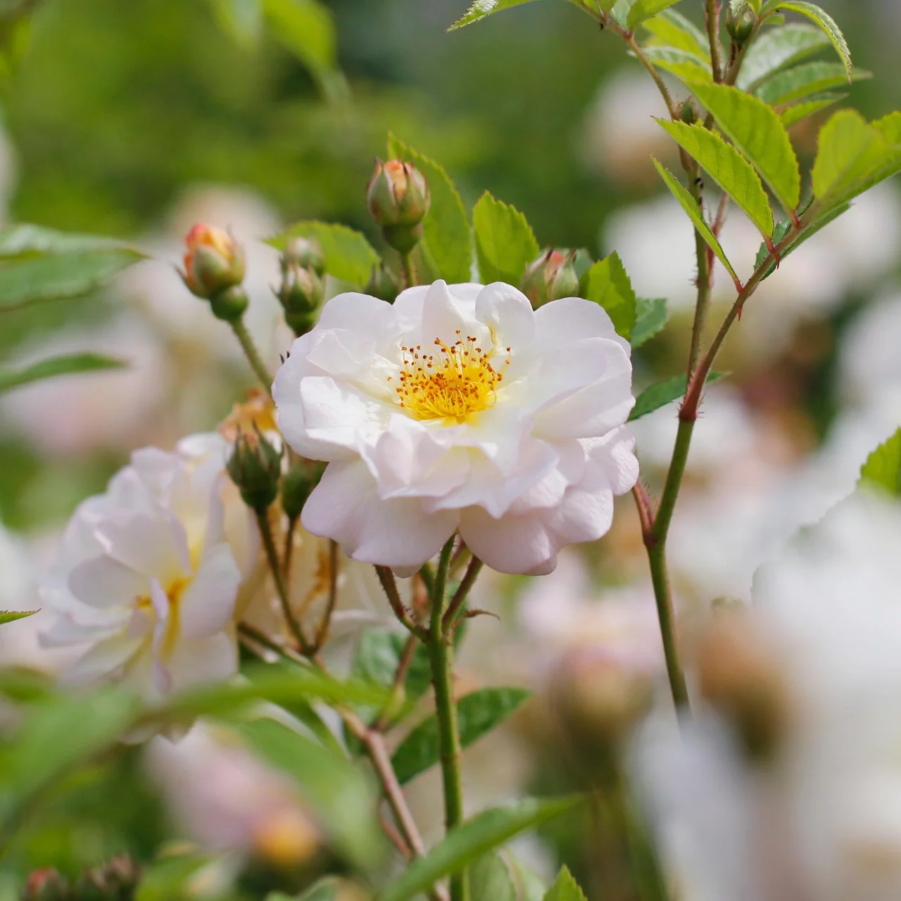 Kletterrose 'Ghislaine de Feligonde'