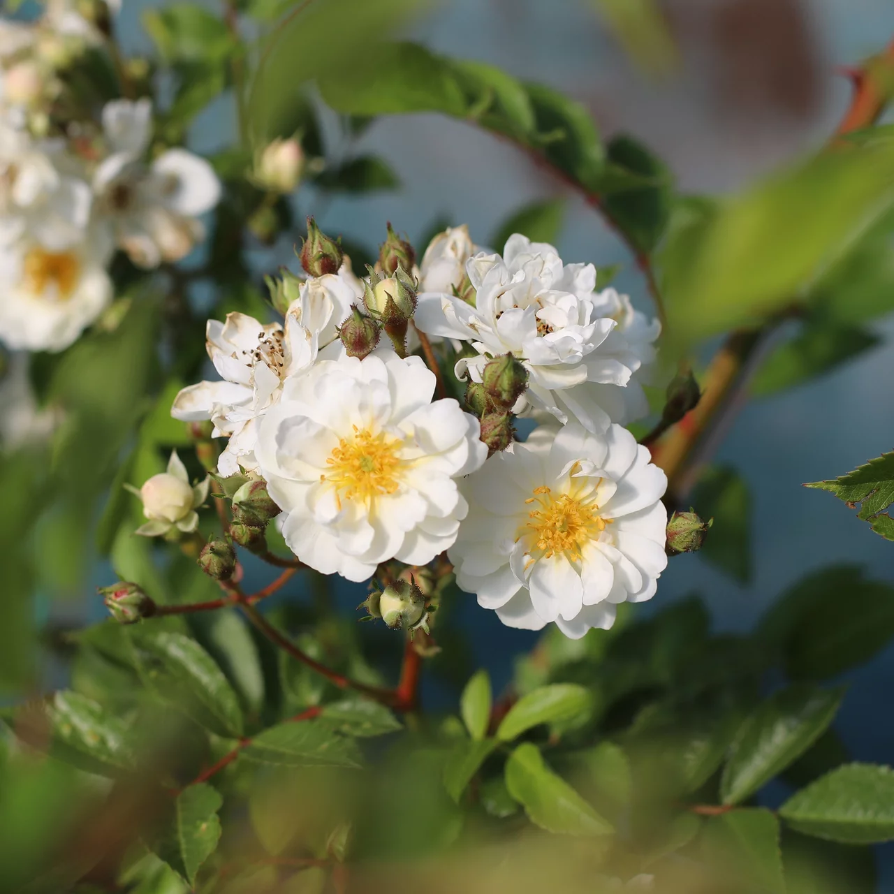 Kletterrose «Guirlande d'Amour®»