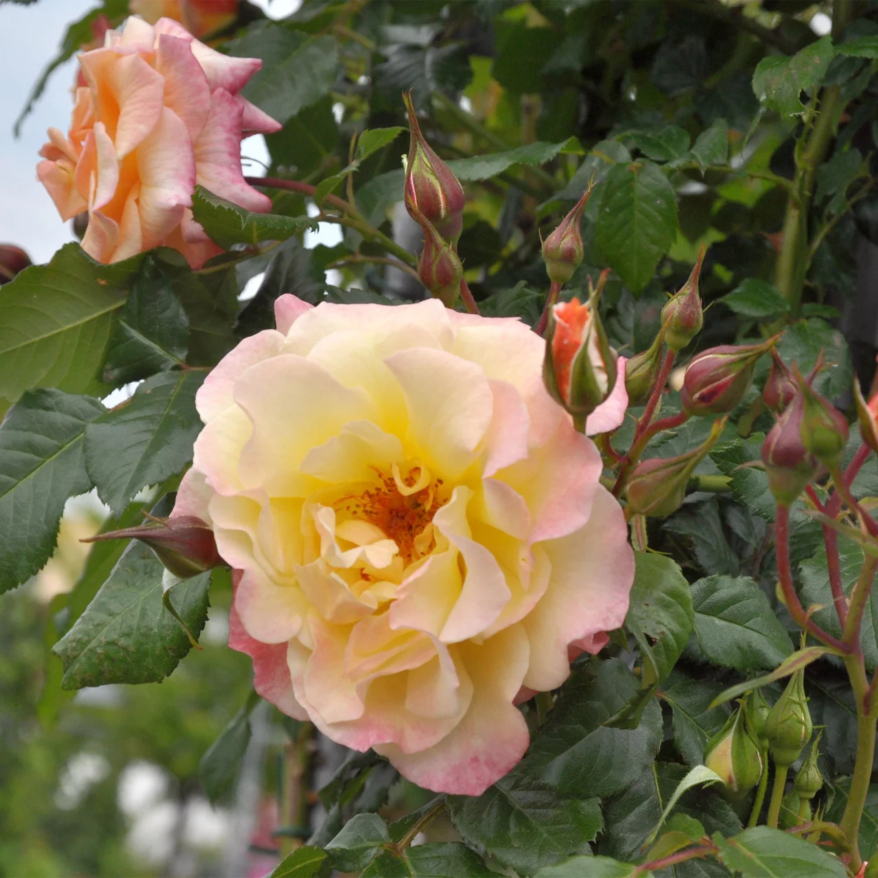 Kletterrose 'Moonlight®'