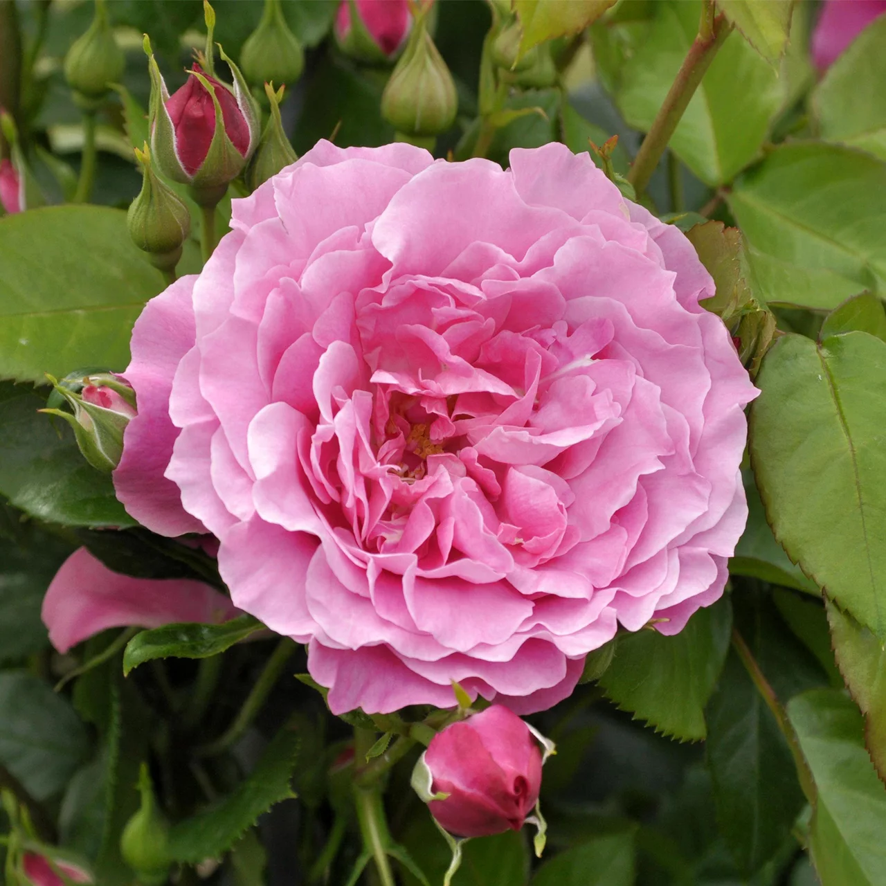 Strauchrose 'Heilige Elisabeth'