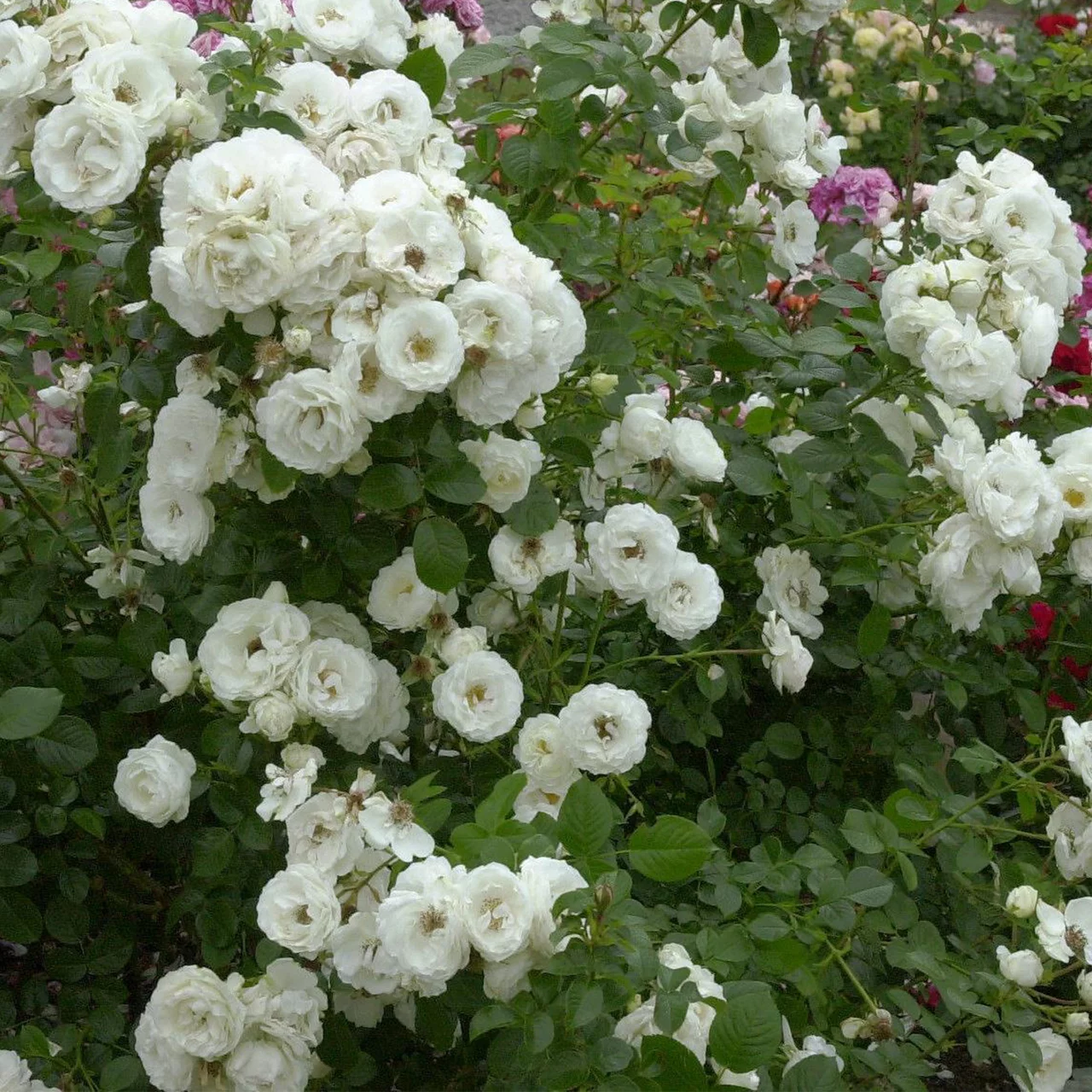 Strauchrose 'Weisse Wolke®'