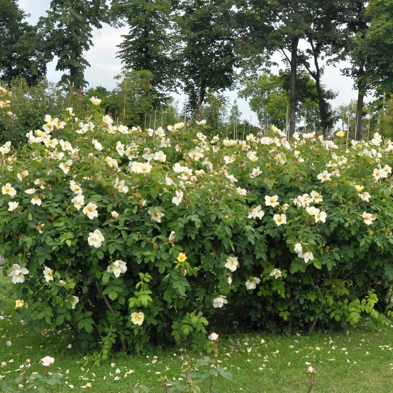 Strauchrose 'Golden Wings'