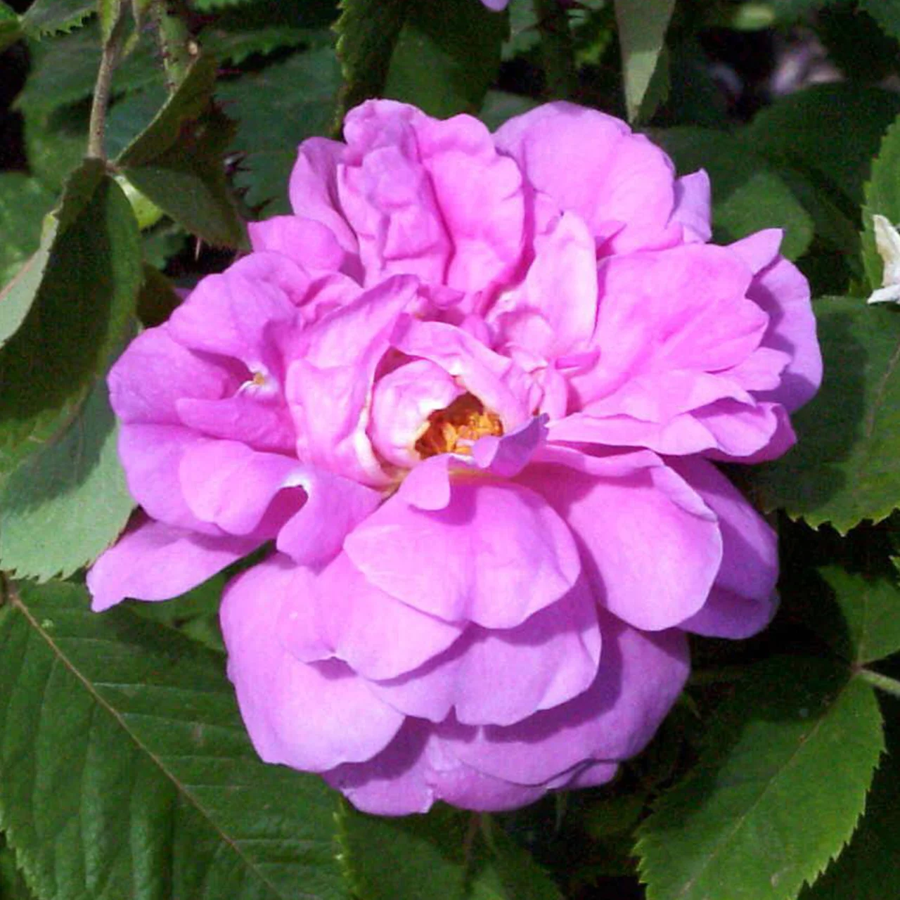 Historische Rose 'Jenny Duval'