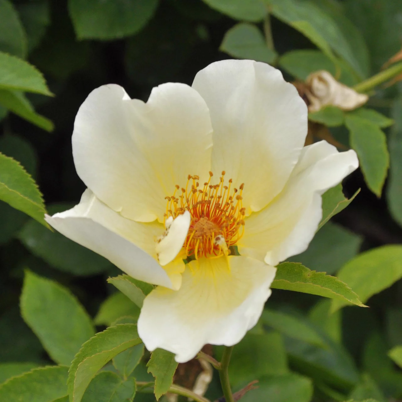 Strauchrose 'Golden Wings'