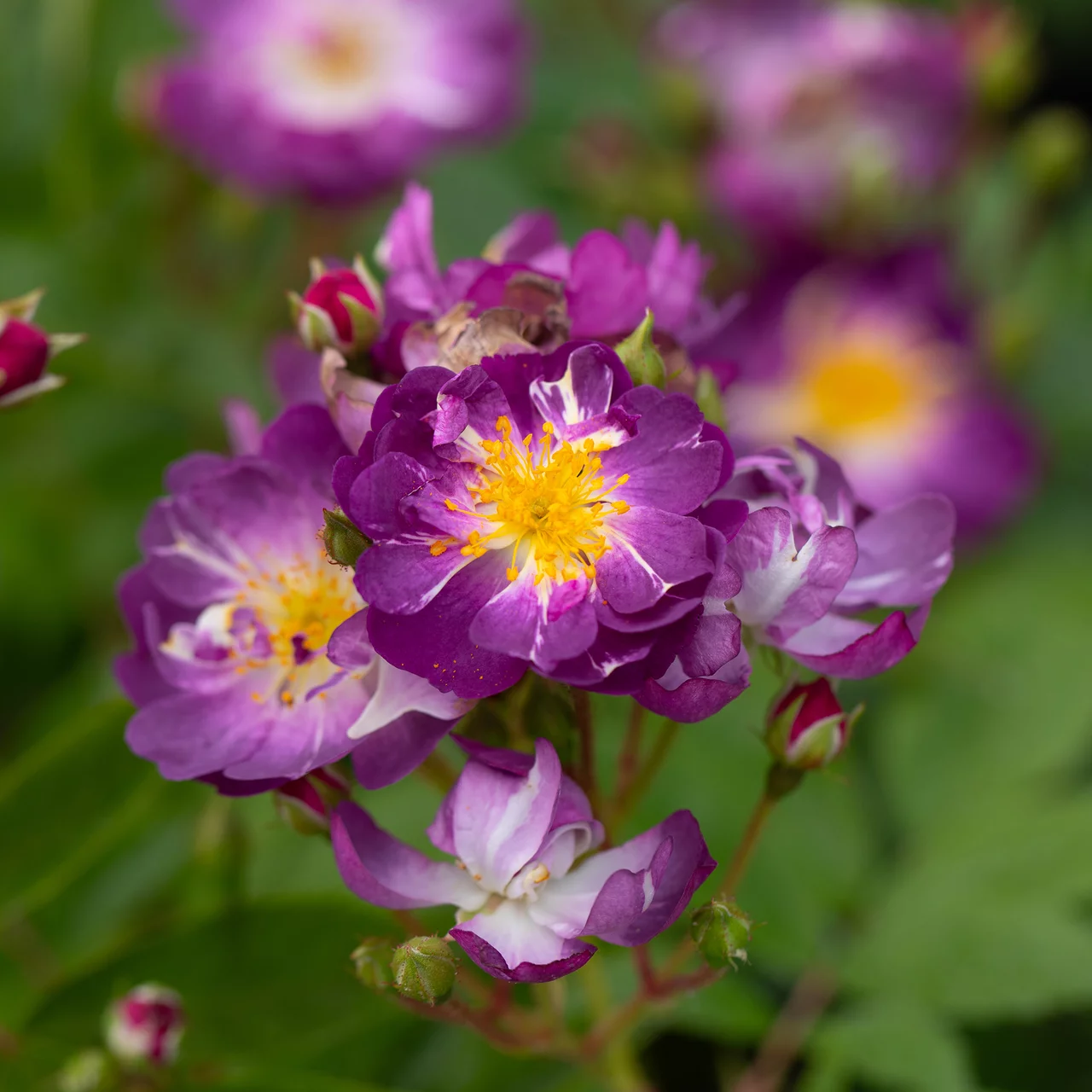 Kletterrose 'Veilchenblau'