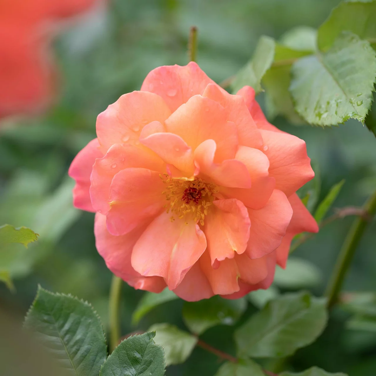 Die Strauchrose Westerland bildet grosse, halbgefllte leuchtenden