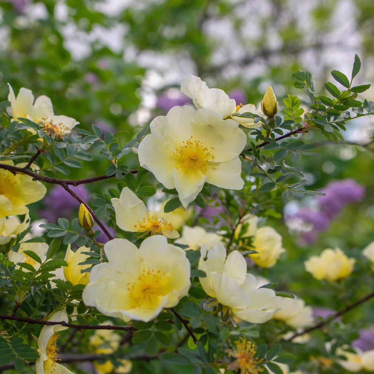 Wildrose Chinesische Goldrose