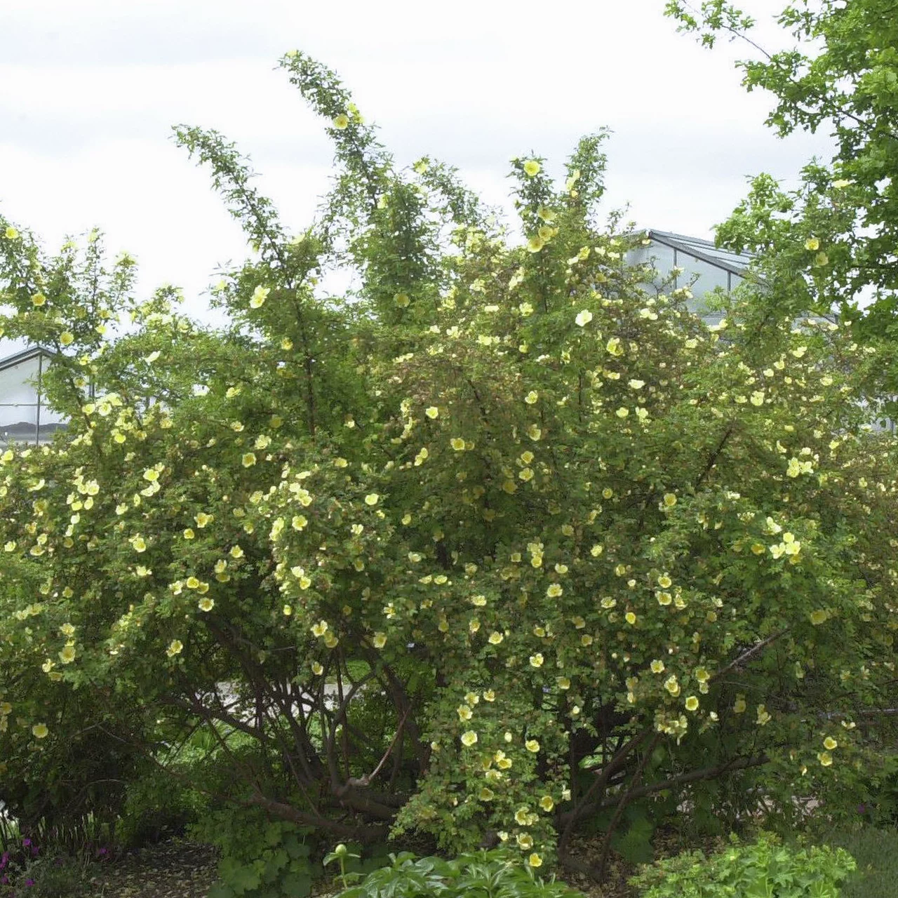 Chinesische Goldrose  Bio-Wildrose fr naturnahe Grten