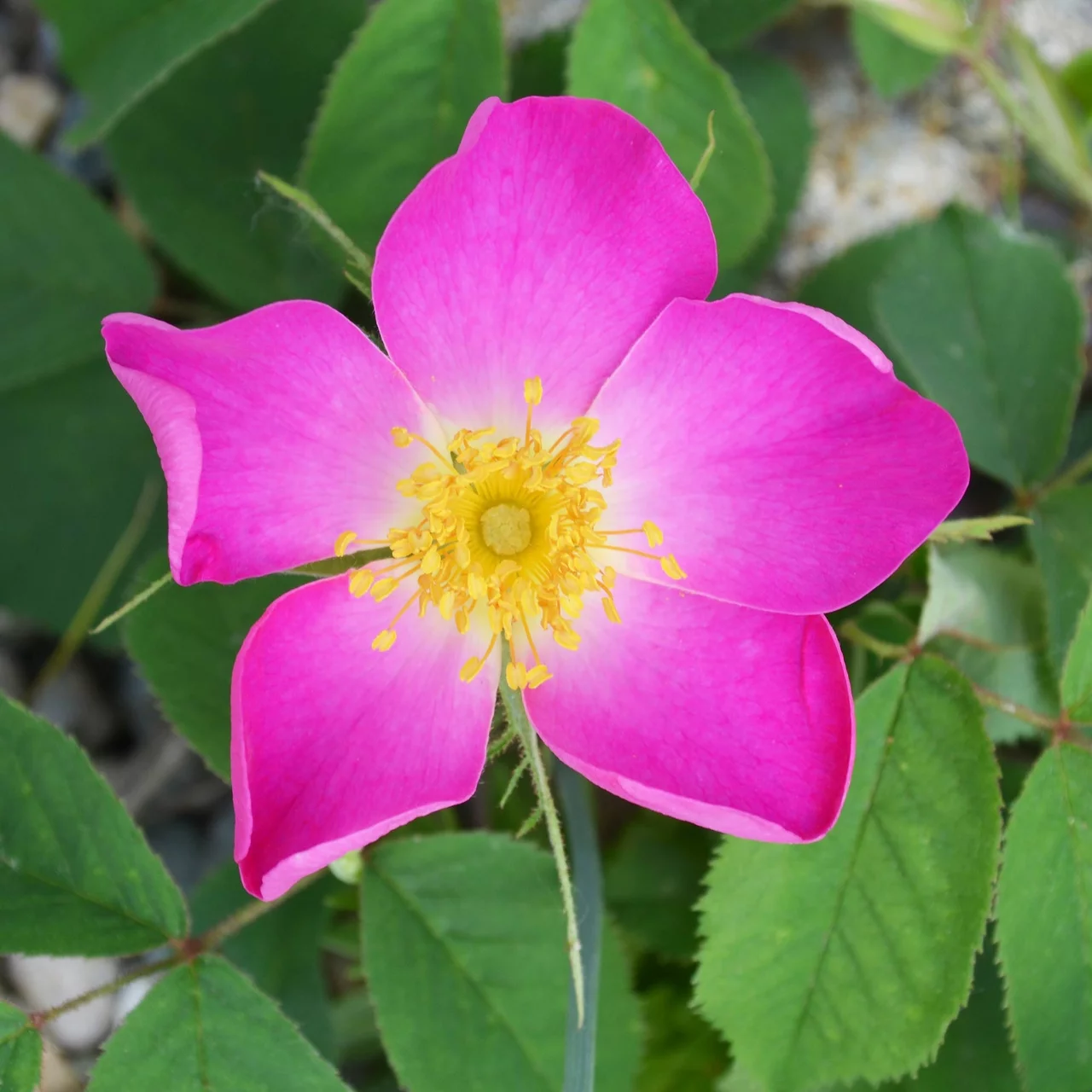 Rosier sauvage Rose de France | © Sträucherei