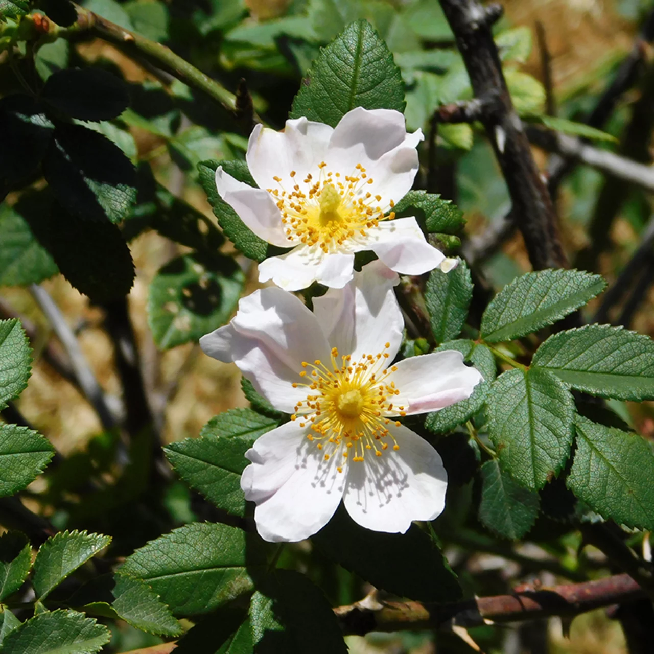Rosier sauvage des champs | © Sträucherei