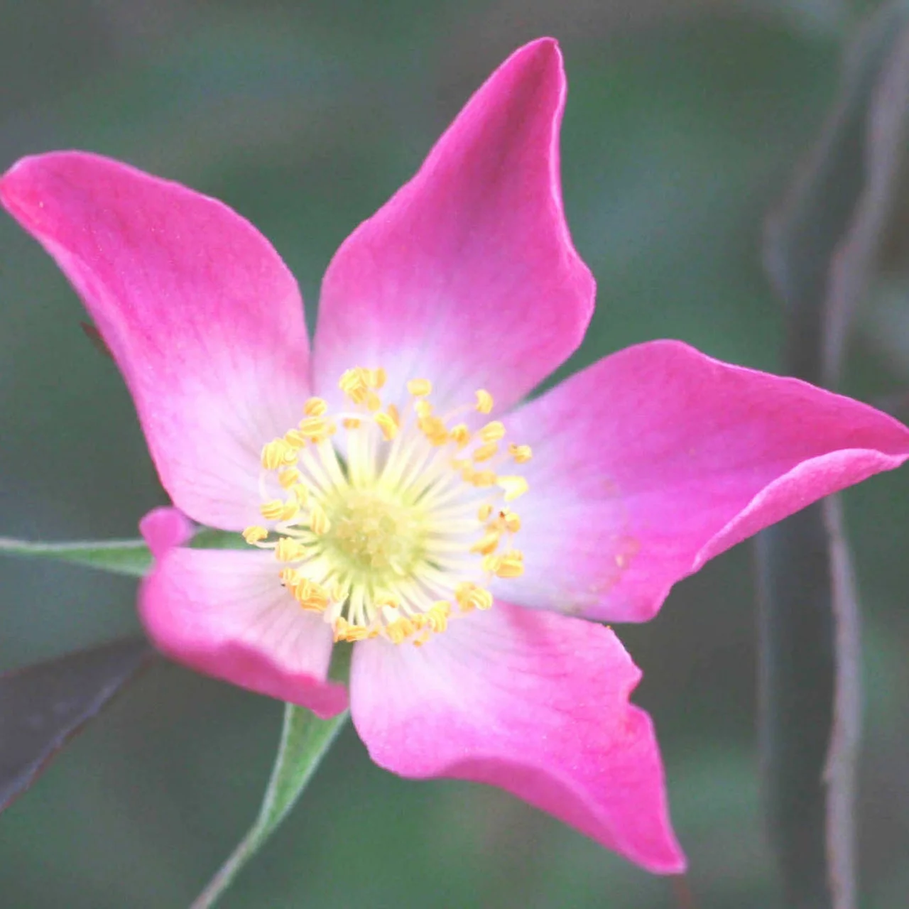 Rosier sauvage rubrifolia (Rosa Glauca) | © Sträucherei