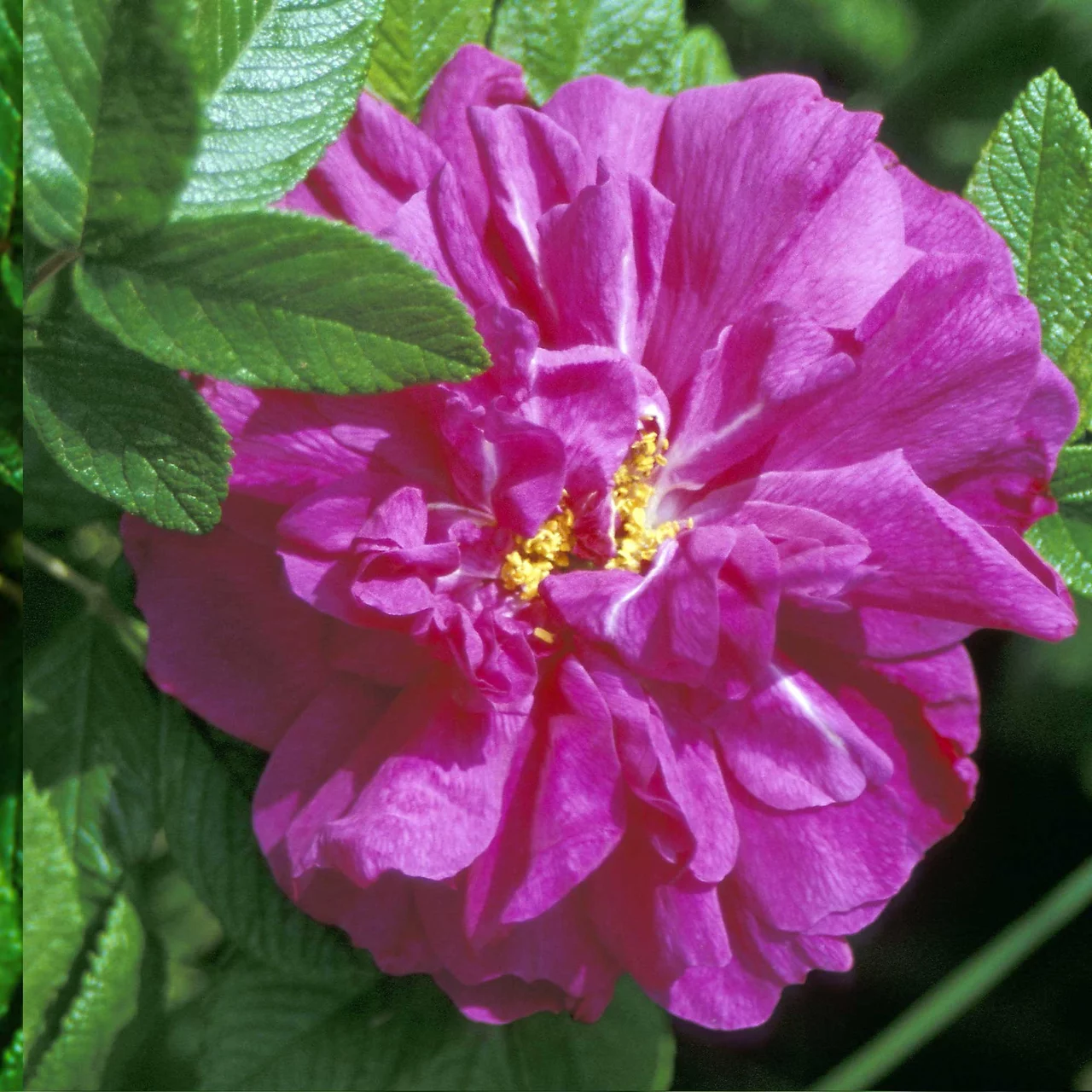 Rosier sauvage 'Hansa'