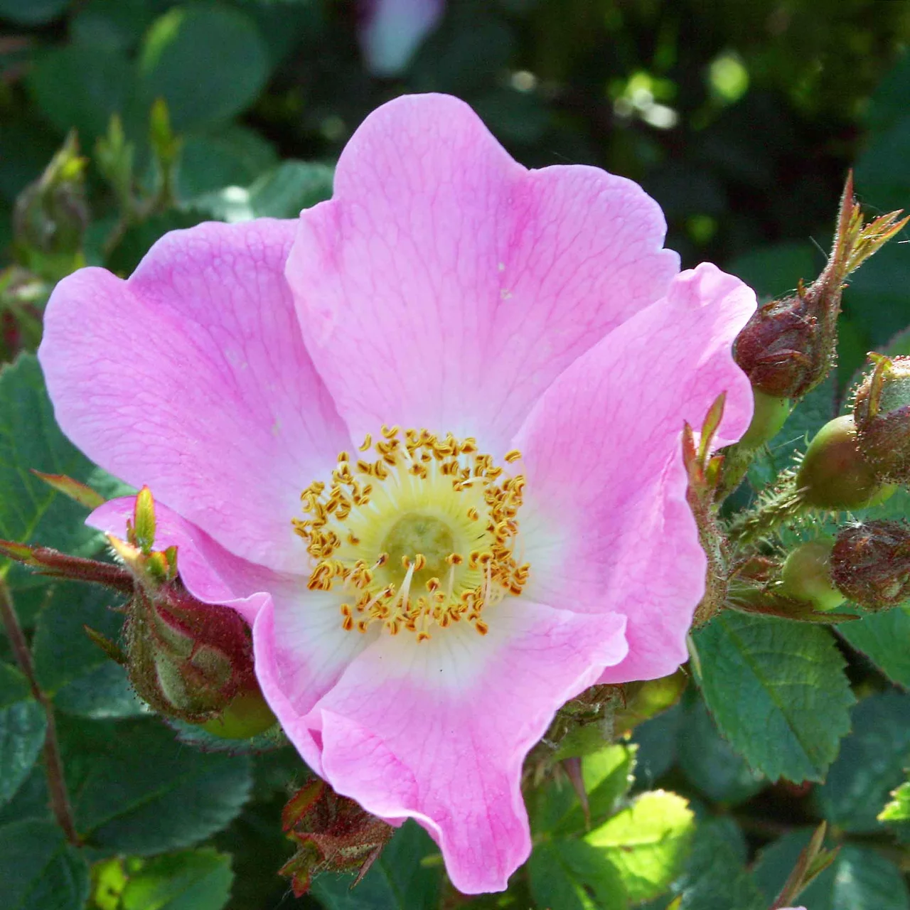 Rosier sauvage Weinrose | © Sträucherei