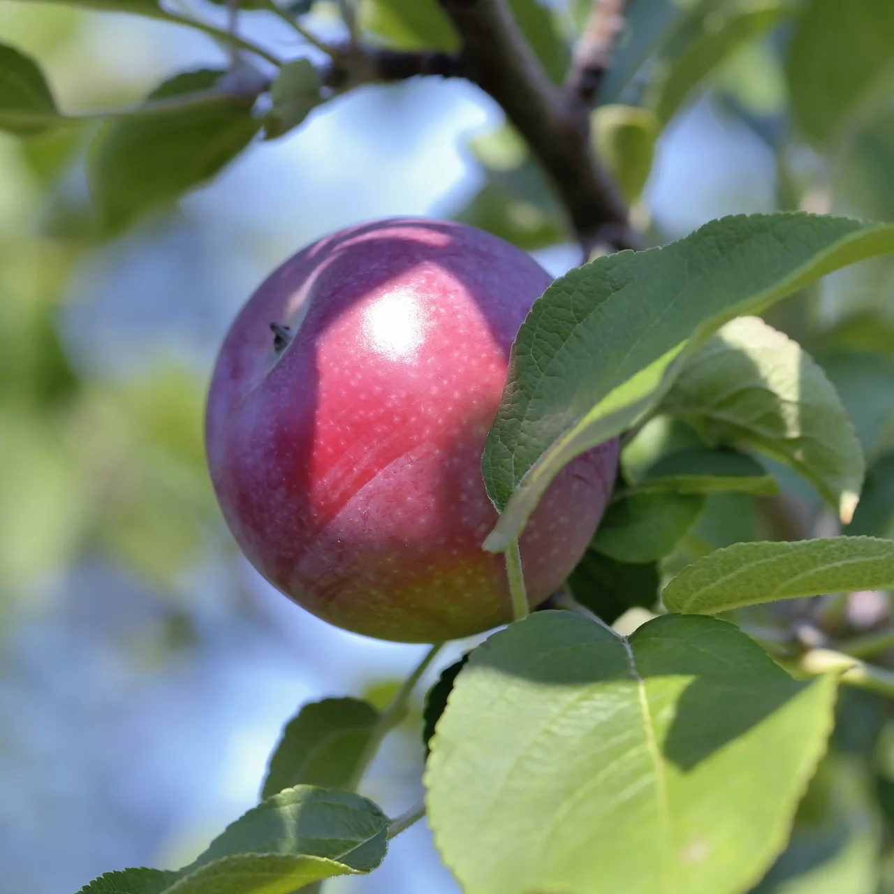 Pommier Black McIntosh | © Bio Baumschule Geers GbR