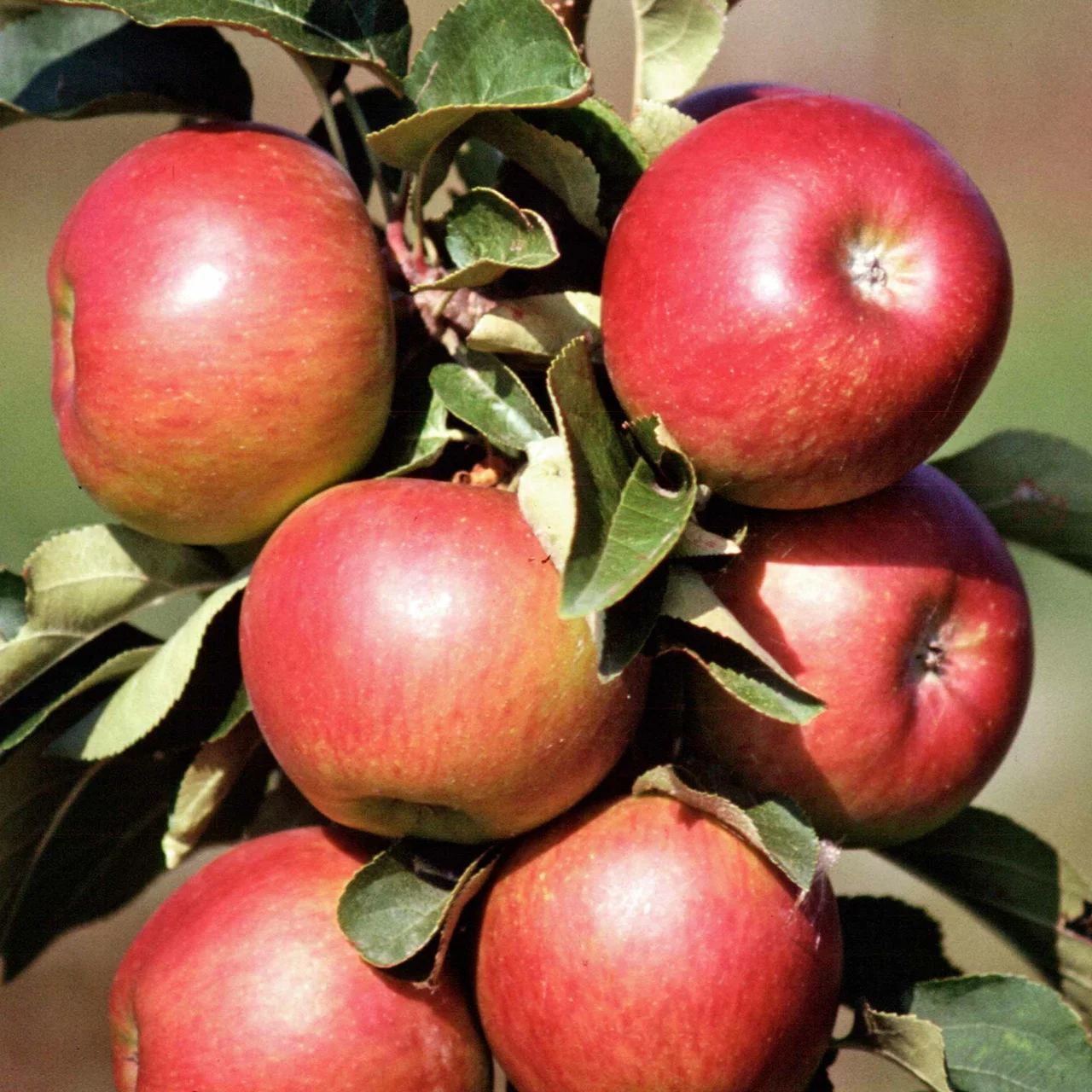 Apfelbaum Pomredrobust® | © Glauser's Bio-Baumschule