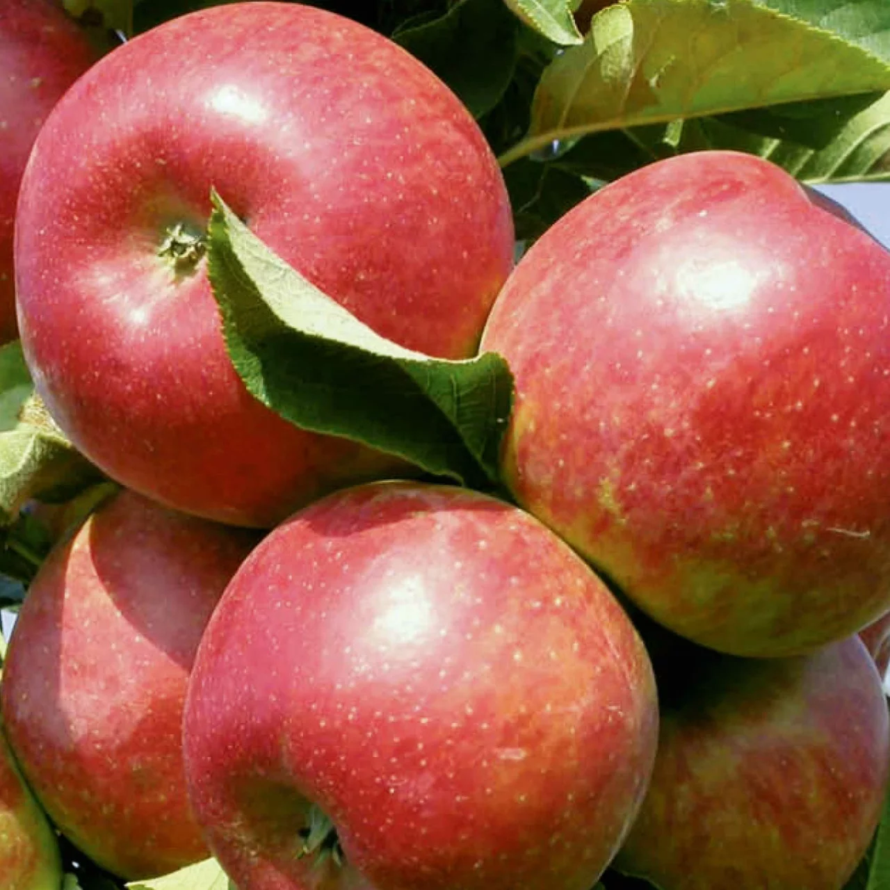 Pommier Rondo | © Glauser's Bio-Baumschule