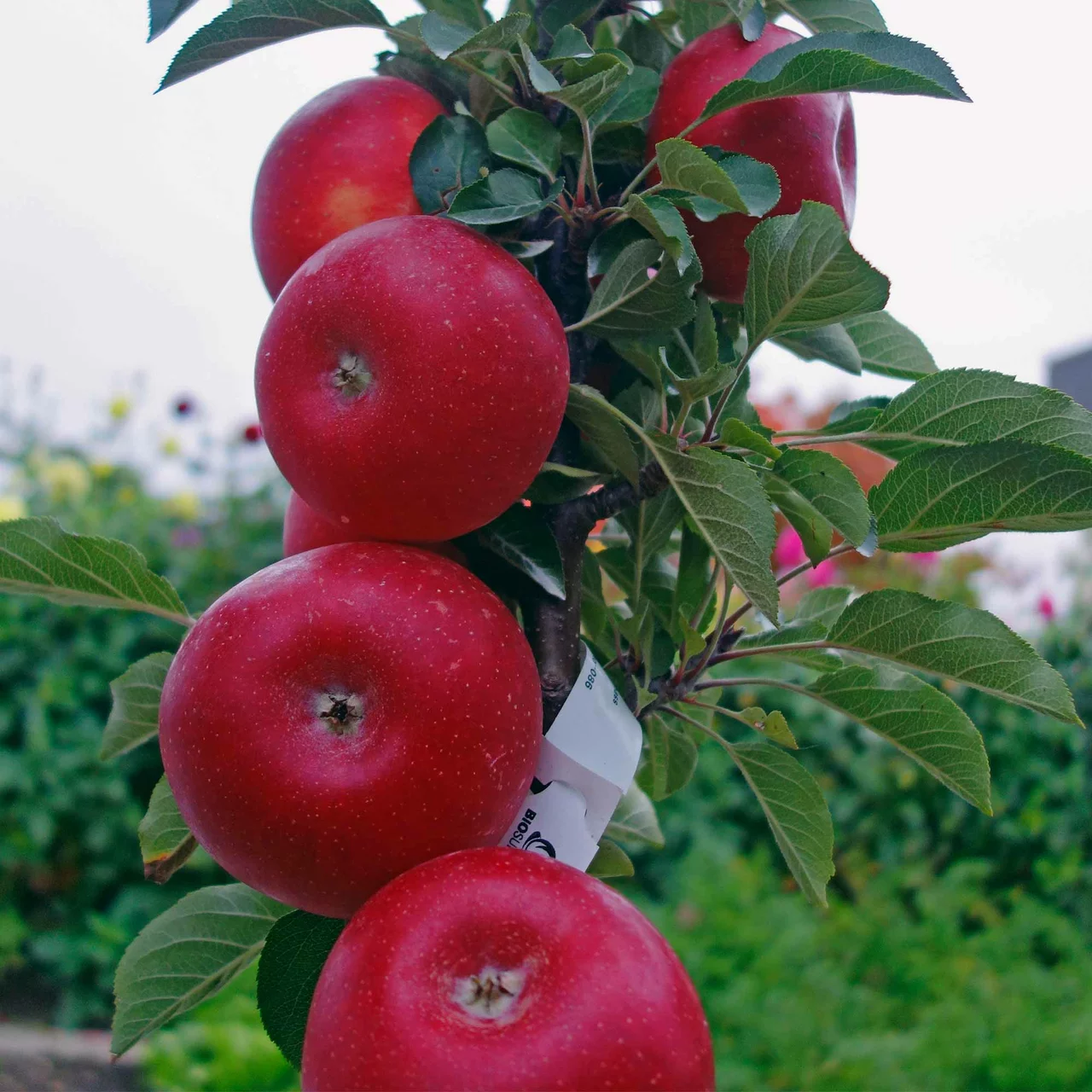 Apfelbaum Rumba | © Glauser's Bio-Baumschule