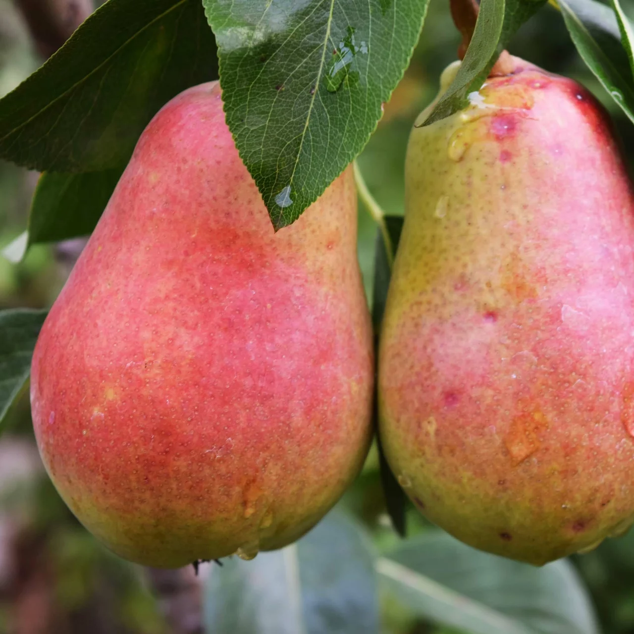 Poirier Decora | © Glauser's Bio-Baumschule