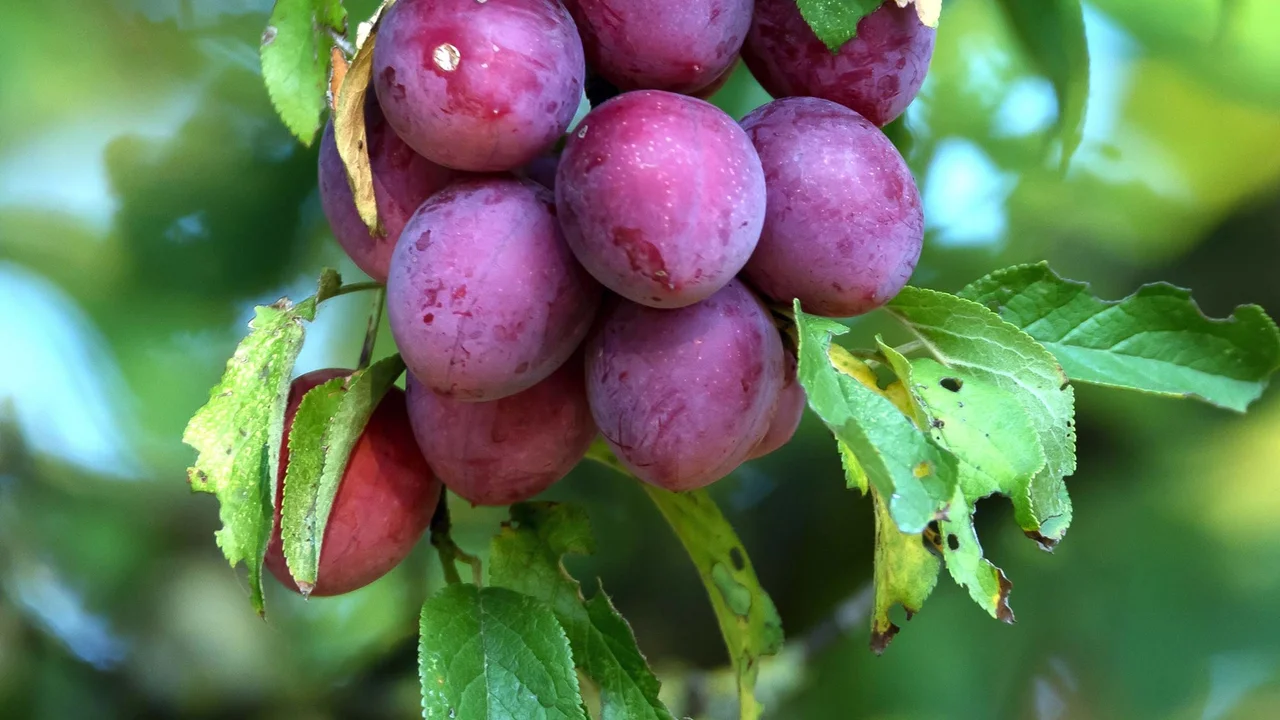 Mirabellenbaum Ruby | © R. Rombach Pflanzenproduktion