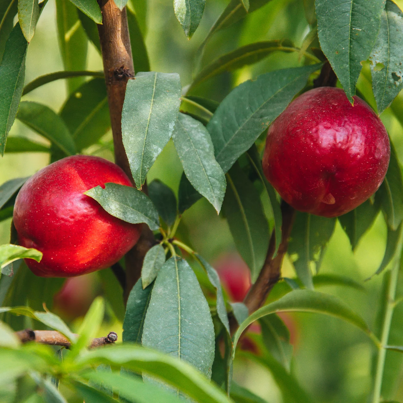 Nectarinier Fantasia | © R. Rombach Pflanzenproduktion