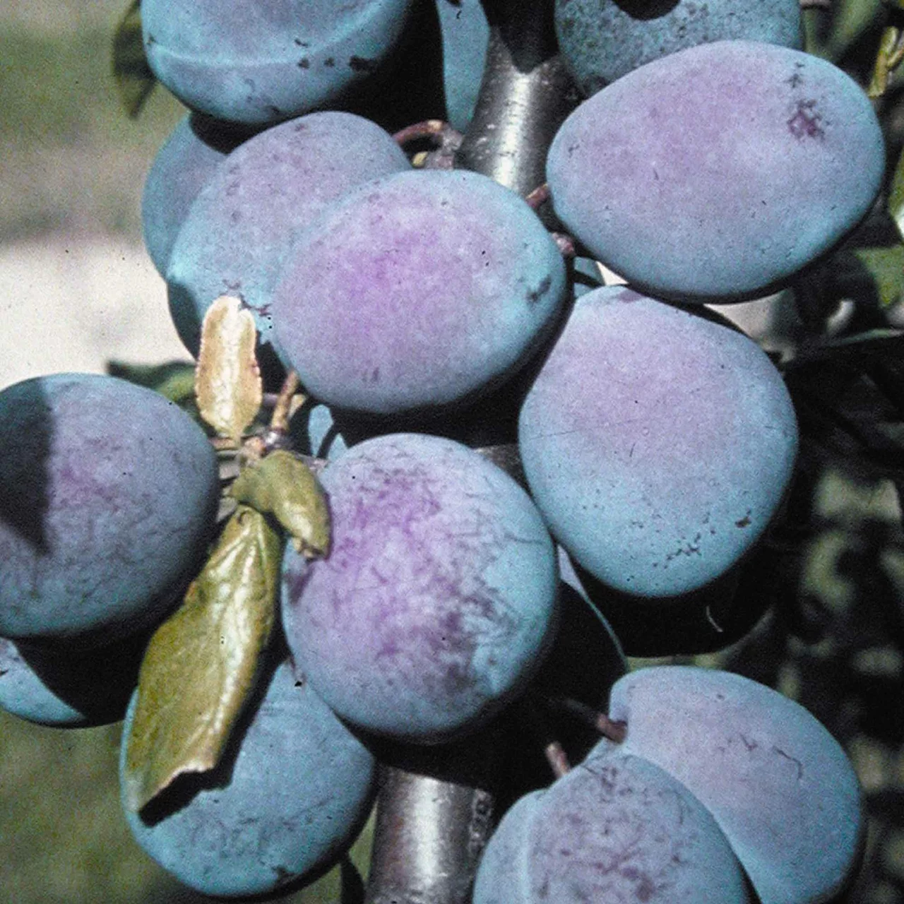 Zwetschgenbaum Liane | © R. Rombach Pflanzenproduktion